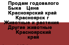 Продам годовалого Быка › Цена ­ 40 000 - Красноярский край, Красноярск г. Животные и растения » Другие животные   . Красноярский край